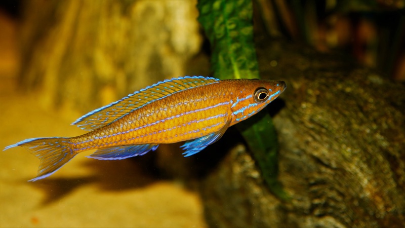 Paracyprichromis nigripinnis